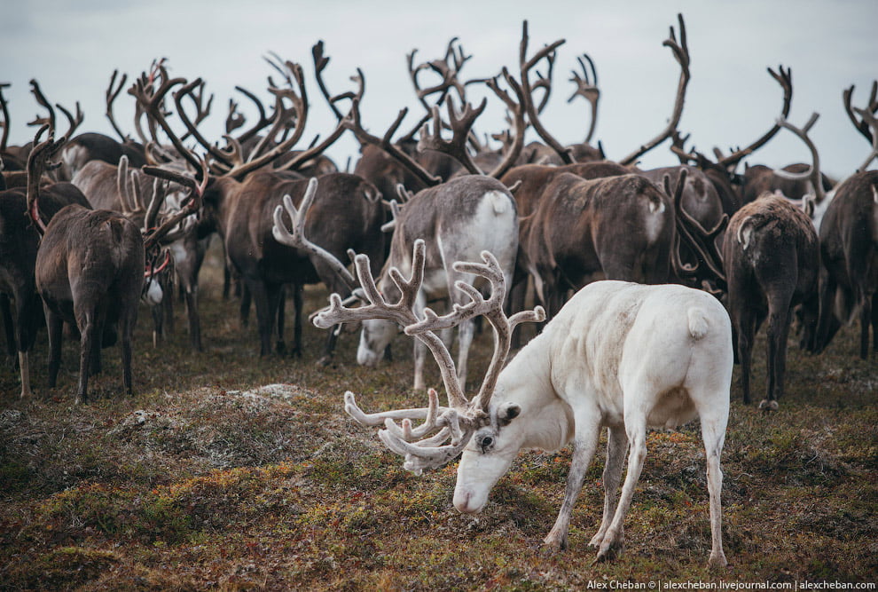 Reindeer husbandry in Russia