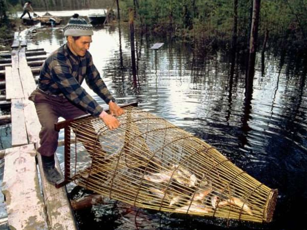 Лов рыбы на реке. Рыболовство Ханты и манси. Запорное рыболовство Ханты манси. Ханты и манси ловят рыбу. Ловля рыбы у Ханты и манси.